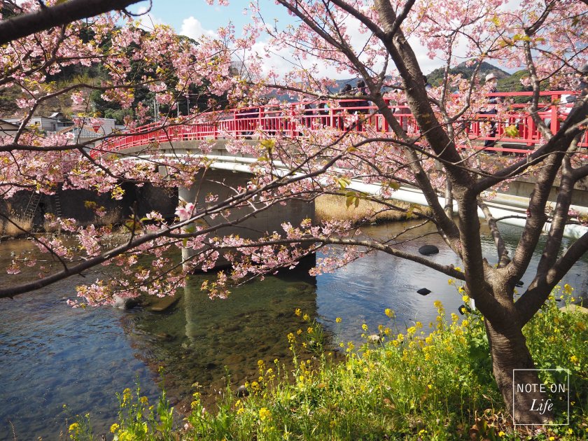 Sakura_Kawazu_Japan_河津櫻_Travel