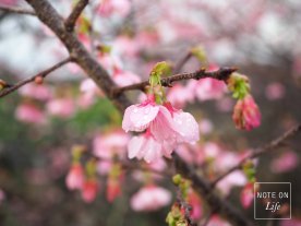 Okinawa Cherry Blossom, Sakura 2018 Travel