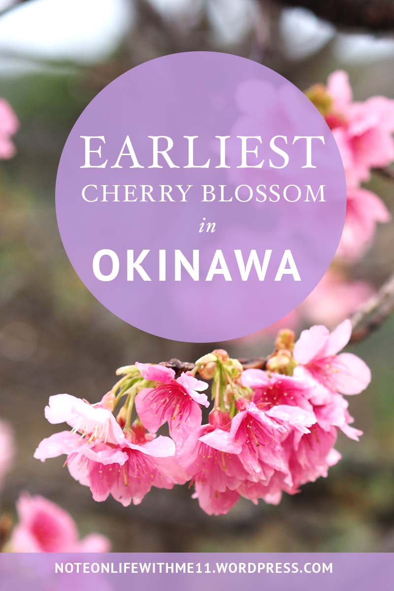 Cherry Blossom, Sakura, Japan , Travel