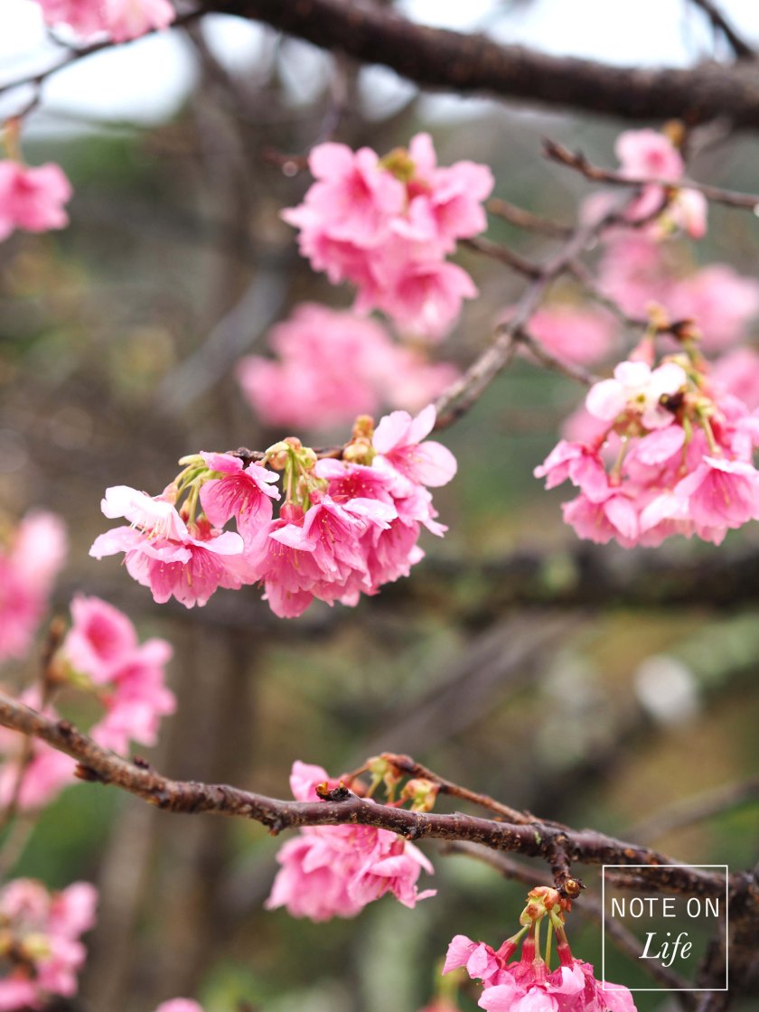 Nakijin Castle Remains Sakura Cherry Blossom Japan 今歸仁村